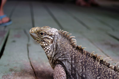 Close-up of lizard