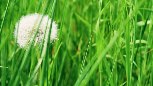 Close-up of grass growing in field