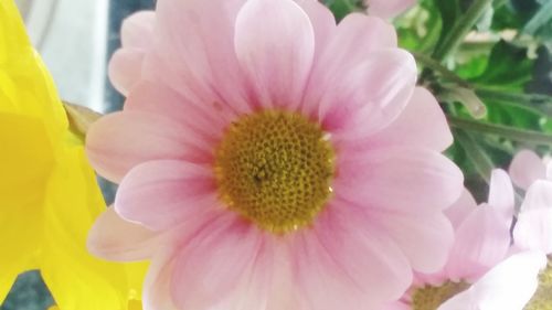 Close-up of pink flower