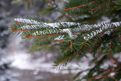 Close-up of pine tree leaves during winter