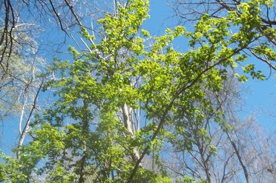 Low angle view of trees against blue sky