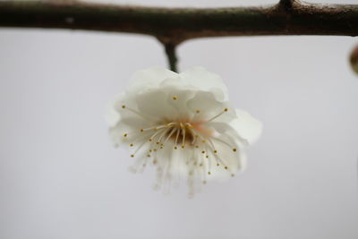 Close-up of white flower tree