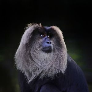 Lion tailed macaque monkey