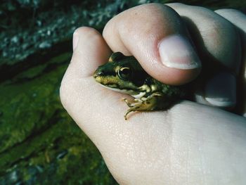 Close-up of a hand holding frog