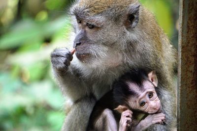 Close-up of monkey family