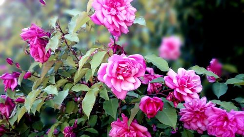 Close-up of pink flowers blooming outdoors