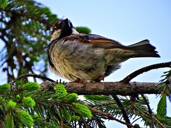 Low angle view of birds perching on tree trunk