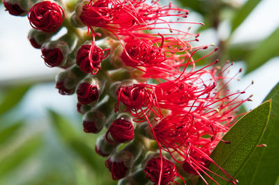 Close-up of red flower