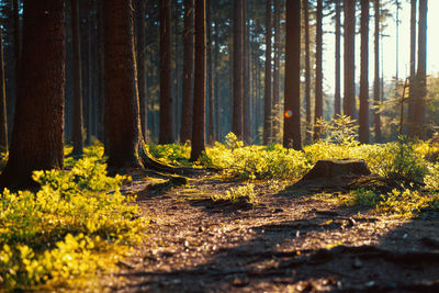 Trees in forest