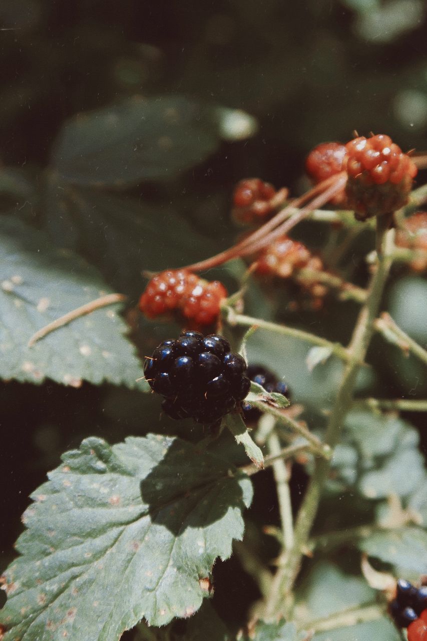 CLOSE-UP OF FRUITS ON PLANT