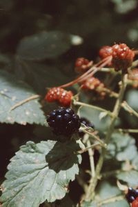 Close-up of berries growing on plant