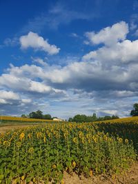 Scenic view of sunflower field against cloudy sky