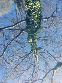 Low angle view of tree against sky