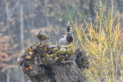 Close-up of birds perching on tree