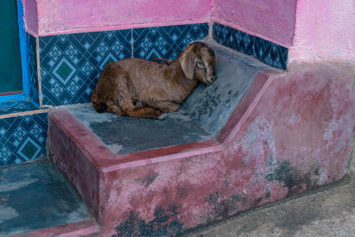 Cat resting on wall