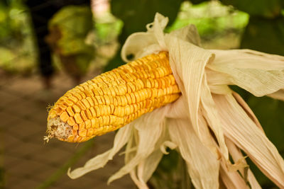 Close-up of yellow leaf on field