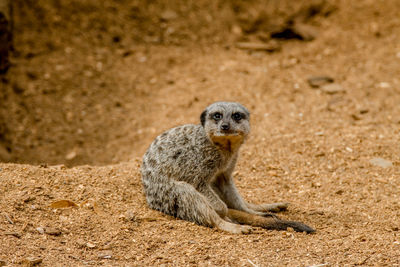 Portrait of squirrel sitting on sand