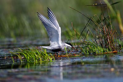 Whiskered tern nesting on a shallow wetland