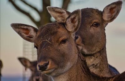 Close-up portrait of deer