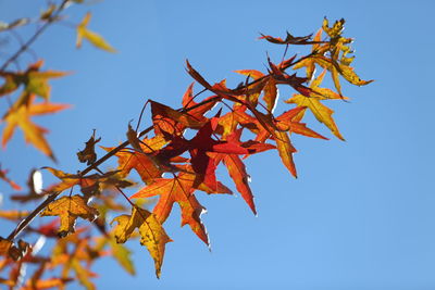 Low angle view of maple tree against clear sky