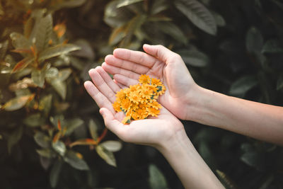 Cropped hands of woman holding yellow flowers