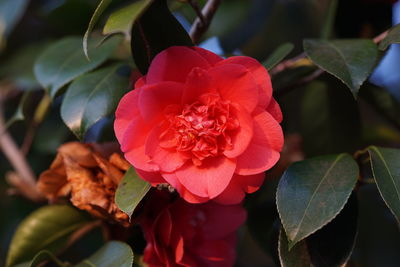 Close-up of pink rose