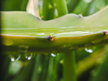 Close-up of raindrops on green leaves