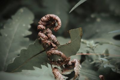 Close-up of wilted plant