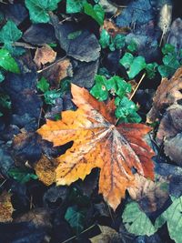 Close-up of dry maple leaf on water