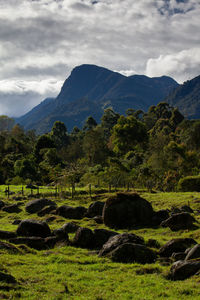 Beautiful landscape at the cocora valley with the famous morrogacho hill on the background