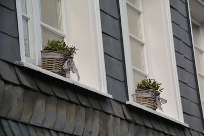 Low angle view of potted plants on window sills