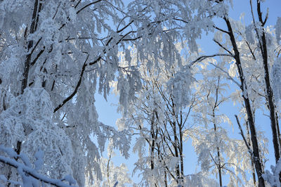 Low angle view of frozen tree branches during winter