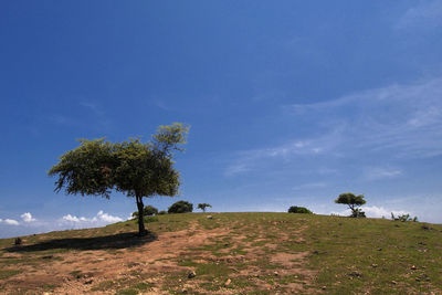 Tree on field against sky