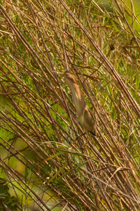Bird perching on a tree