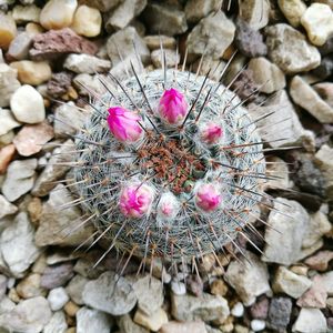 Close-up of pink flowers on cactus