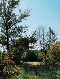 Trees in forest against clear sky