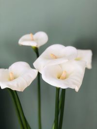 Close-up of white flowering plant