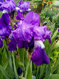 Close-up of wet purple iris flowers