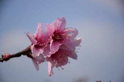 Close-up of pink flowers