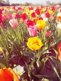 Close-up of yellow tulips blooming outdoors