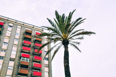 Low angle view of palm tree and building against sky