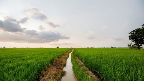 Scenic view of agricultural paddy field against sky