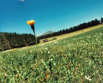 Scenic view of grassy field against clear blue sky