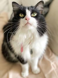 Close-up portrait of a cat