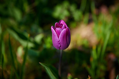 Close-up of pink rose flower