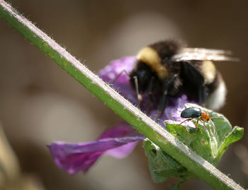 Close-up of bee on flower