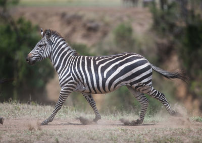 Zebra standing on field