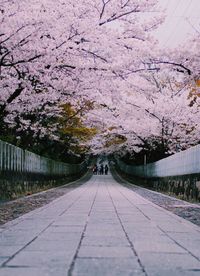 Road amidst trees with walkway in background