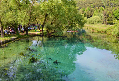 Reflection of trees in pond