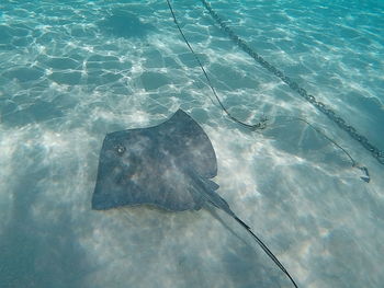 High angle view of fish swimming in sea